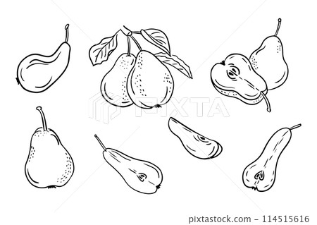 Hand drawn doodle contour set of pears. Vector black outline sketchy drawings of groups of fruits on white background. Ideal for coloring pages, tattoo, pattern Hand drawn doodle contour set of pears. Vector black outline sketchy drawings of groups of fruits on white background. Ideal for coloring pages, tattoo, pattern 114515616