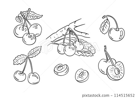Summer fruits doodle set with cherries and branches with leaves. Monochrome vector sketchy drawings of groups of fruits on white background. Ideal for coloring pages, tattoo, pattern Summer fruits doodle set with cherries and branches with leaves. Monochrome vector sketchy drawings of groups of fruits on white background. Ideal for coloring pages, tattoo, pattern 114515652