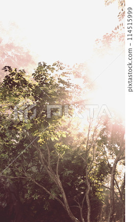 Sunlit Foliage on a Bright Summer Day Sunlit Foliage on a Bright Summer Day 114515999