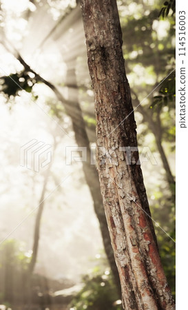 Sun Shines Through Trees in Forest Sun Shines Through Trees in Forest 114516003