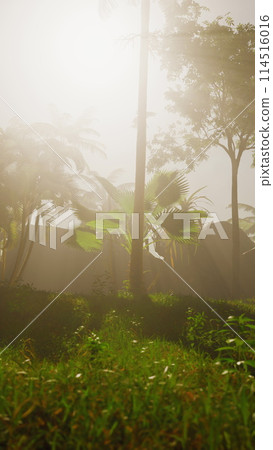 Lush Green Field With Abundant Trees Lush Green Field With Abundant Trees 114516016
