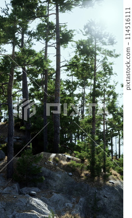 Sunlight Filtering Through Trees on Rocky Hillside Sunlight Filtering Through Trees on Rocky Hillside 114516111