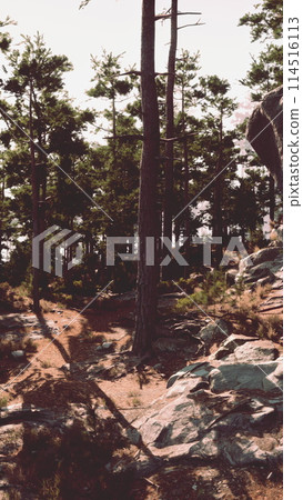 Rocky Area With Trees and Rocks 114516113