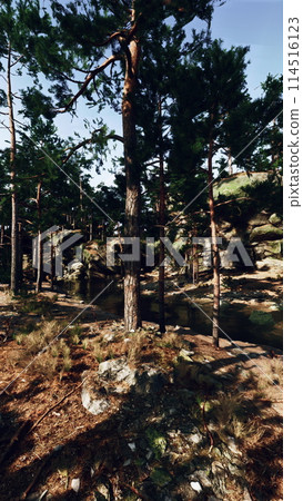 Forest Landscape With Rocks and Trees 114516123