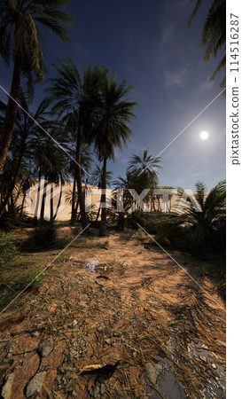 Bright Sun Shining Over Sandy Area and Palm Trees Bright Sun Shining Over Sandy Area and Palm Trees 114516287