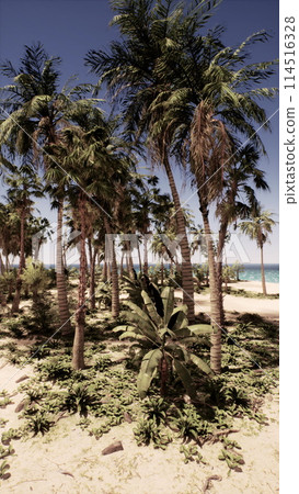 Palm Trees Clustered on Beach Palm Trees Clustered on Beach 114516328