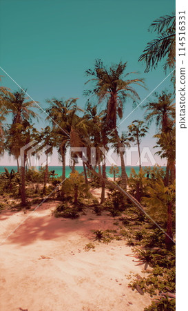 Sandy Beach With Palm Trees and Ocean Sandy Beach With Palm Trees and Ocean 114516331