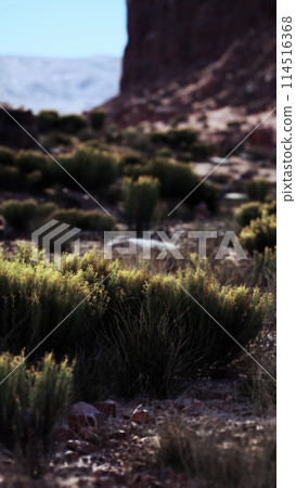 Small Bush Standing in Nevada Desert 114516368