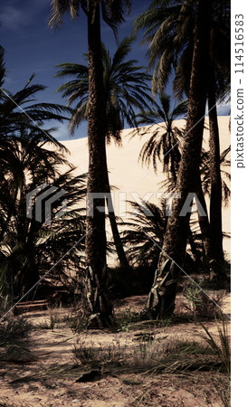 Group of Palm Trees on Sandy Beach 114516583