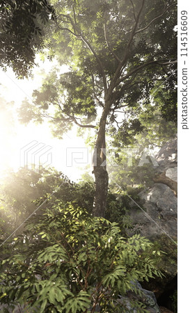 Misty Forest Sunrise Through Dense Foliage Misty Forest Sunrise Through Dense Foliage 114516609
