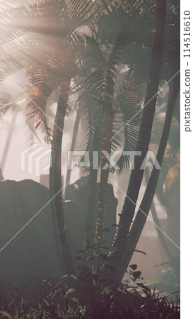 Palm Tree and Mountain Landscape Palm Tree and Mountain Landscape 114516610