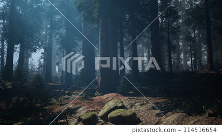 Sequoia Forest, Dense and Mysterious Woods. dark forest 114516654
