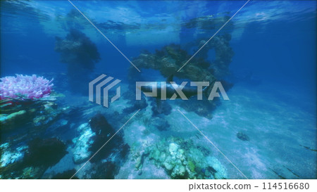 Serene Underwater Exploration at Coral Reef 114516680