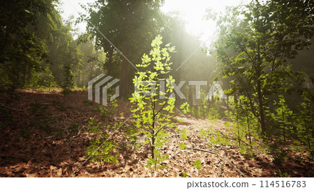 The sun is shining through the trees in the woods 114516783