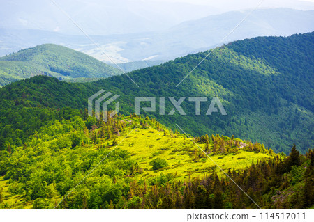 mountainous carpathian landscape of ukraine with forested hills in summer. view from mountain pikui 114517011