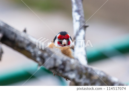 Portrait of a  little bird sitting on the tree branch. The European goldfinch 114517074