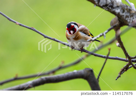 Little bird is on the tree branch over blurred background. The European goldfinch 114517076