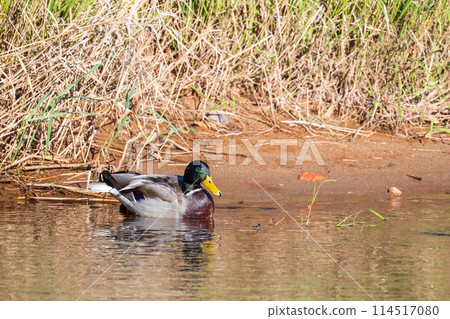 Adult male mallard. Dabbling duck is floating on water on a sunny day 114517080