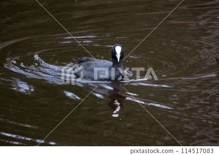 Black waterfowl is on the water. The Eurasian coot 114517083