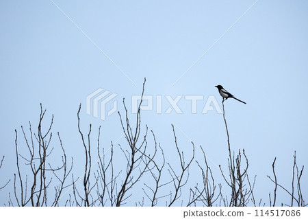 Bird with long tail is on top of tree on a winter day. The Eurasian magpie 114517086