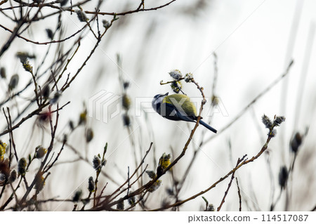 Colorful bird is on the branch. Small Eurasian blue tit is a passerine bird 114517087