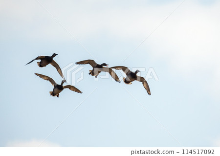 Four wild ducks fly in the sky Four wild ducks fly in the sky 114517092