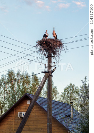 White storks are in a stork nest on a power line pole under blue sky 114517100
