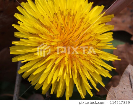 Up dandelion flowers Up dandelion flowers 114517829