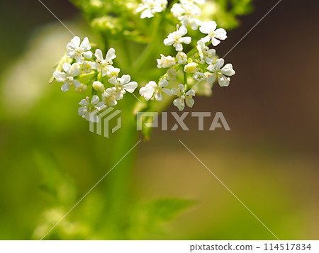 歐芹花生態攝影 歐芹花生態攝影 114517834