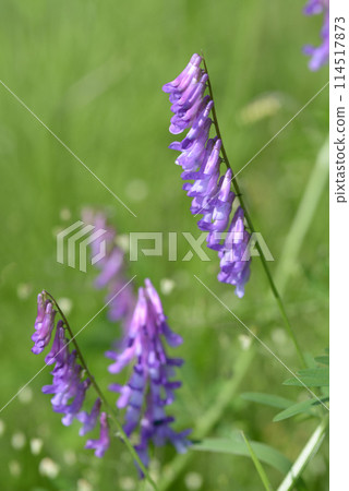 Kusafuji Kusafuji 114517873