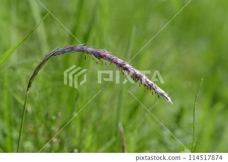 千谷野花 114517874