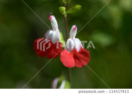 Cherry sage 114517913