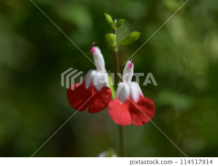 Cherry sage 114517914