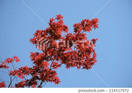 Nomuramo Misji 114517972