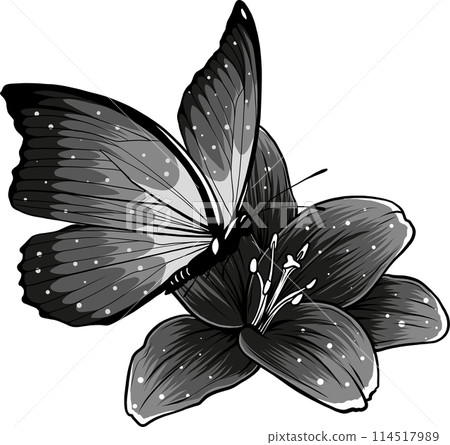 vector illustration of monochrome butterfly on flower 114517989