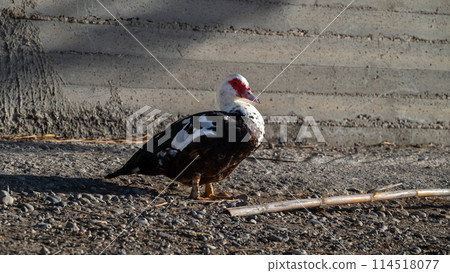 Close-up of a black and white goose against a concrete wall.  114518077