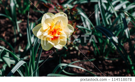A yellow flower with red spots is in a garden 114518078