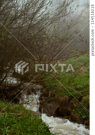 A stream flows through a dense green forest on a misty day A stream flows through a dense green forest on a misty day 114518218