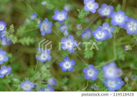 Nemophila (May 2024) 114518428