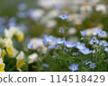 Nemophila (May 2024) 114518429