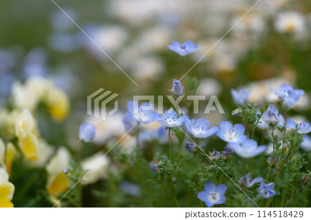 Nemophila (May 2024) 114518429