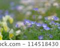Nemophila (May 2024) 114518430