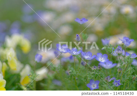 Nemophila (May 2024) 114518430
