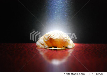 Black Sea mollusc.An inhabitant of the Black Sea, a beautiful shell. Children's favourite activity at sea is collecting these shells. Black Sea mollusc.An inhabitant of the Black Sea, a beautiful shell. Children's favourite activity at sea is collecting these shells. 114518589