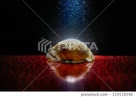 Black Sea mollusc.An inhabitant of the Black Sea, a beautiful shell. Children's favourite activity at sea is collecting these shells. Black Sea mollusc.An inhabitant of the Black Sea, a beautiful shell. Children's favourite activity at sea is collecting these shells. 114518590