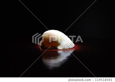 Black Sea mollusc.An inhabitant of the Black Sea, a beautiful shell. Children's favourite activity at sea is collecting these shells. Black Sea mollusc.An inhabitant of the Black Sea, a beautiful shell. Children's favourite activity at sea is collecting these shells. 114518591