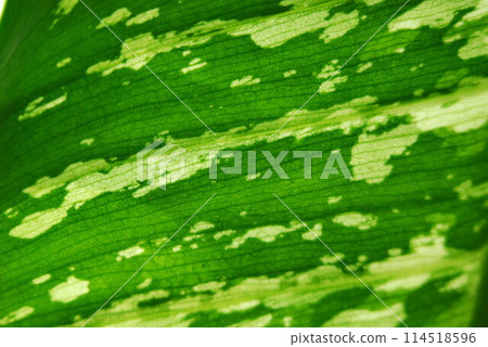 Plant of South and North America.Micro photo of a Dieffenbachia leaf.Grown at home in Europe. 114518596