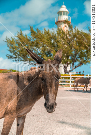 Grand Turk Lighthouse in Turks and Caicos - donkey posing during an excursion while on a Caribbean cruise 114518821