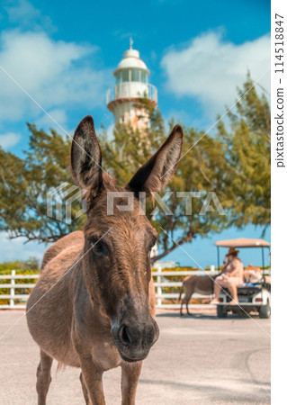 Grand Turk Lighthouse in Turks and Caicos - donkey posing during an excursion while on a Caribbean cruise 114518847