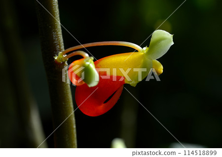 尼亞美鳳仙花 尼亞美鳳仙花 114518899